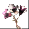 /docs/subject/oruzhie/cvety-i-bukety/buket-magnolij-3/